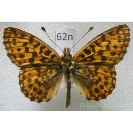 Boloria dia (Linnaeus, 1767) Czech62n